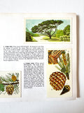 Set of Four Brooke Bond Picture Card Books, 1960s