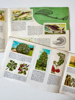 Set of Four Brooke Bond Picture Card Books, 1960s