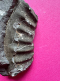 Large Ammonite Fossil