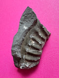 Large Ammonite Fossil