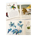 Puffin Pictures Books, Wild Flowers, Pond Life, Zoo Birds 