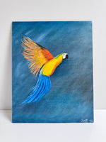 Macaw Parrot, Oils On Board